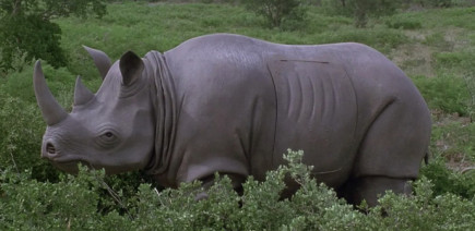 Qui veut rouler en rhinocéros d’Ace Ventura ?